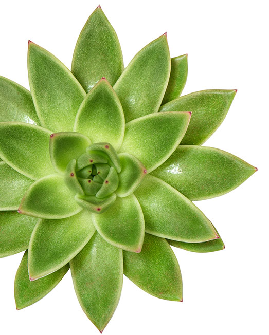 Succulent Photo